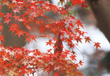 自宅の紅葉　四季の移ろい